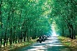 Giá cao su kỳ hạn tại Tokyo ngày 29/12 giảm xuống mức thấp nhất 1 tháng do nhu cầu Trung Quốc chậm chạp